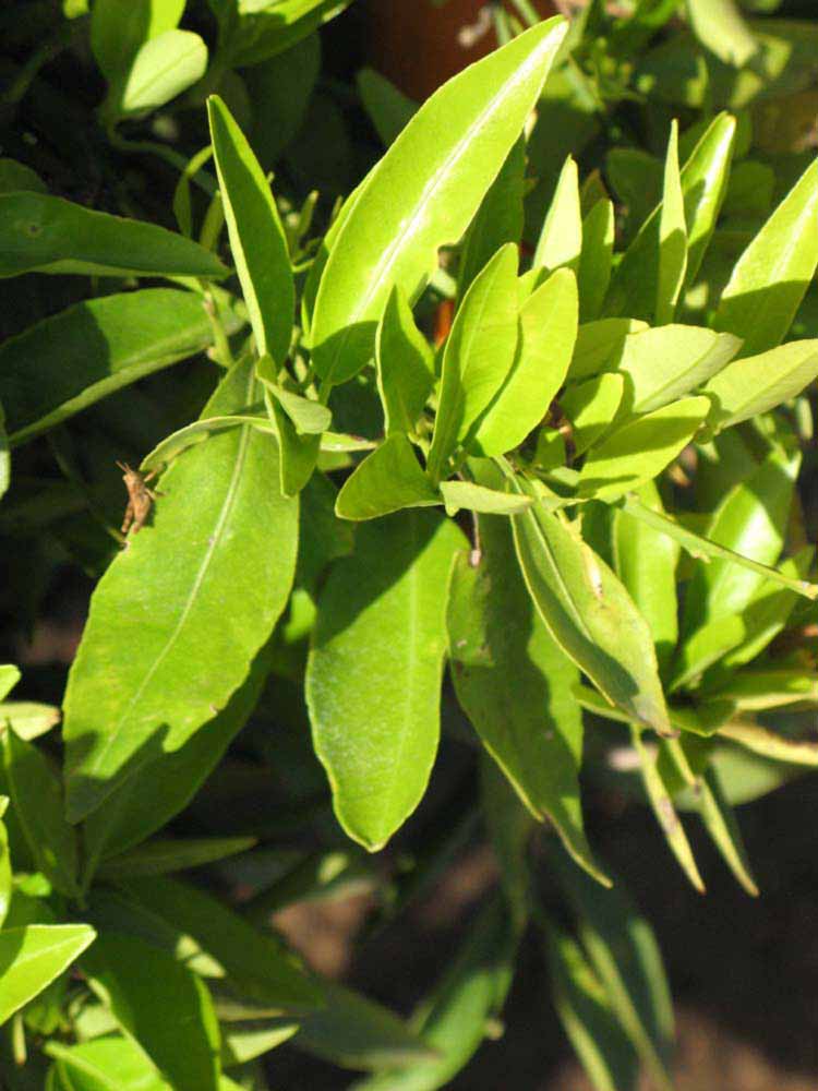              Sun leaves (Riverside, CA)       